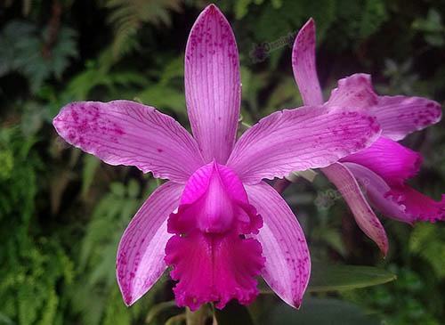 Cattleya intermedia rubra venosa x self