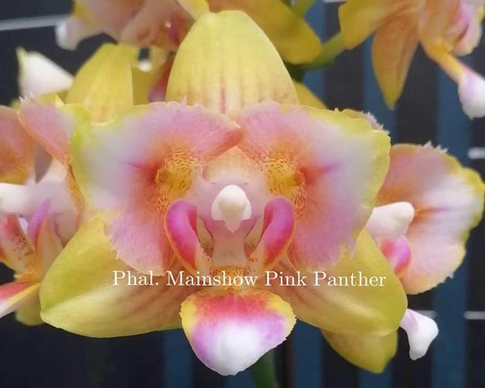 Phalaenopsis Mainshow Pink Panther