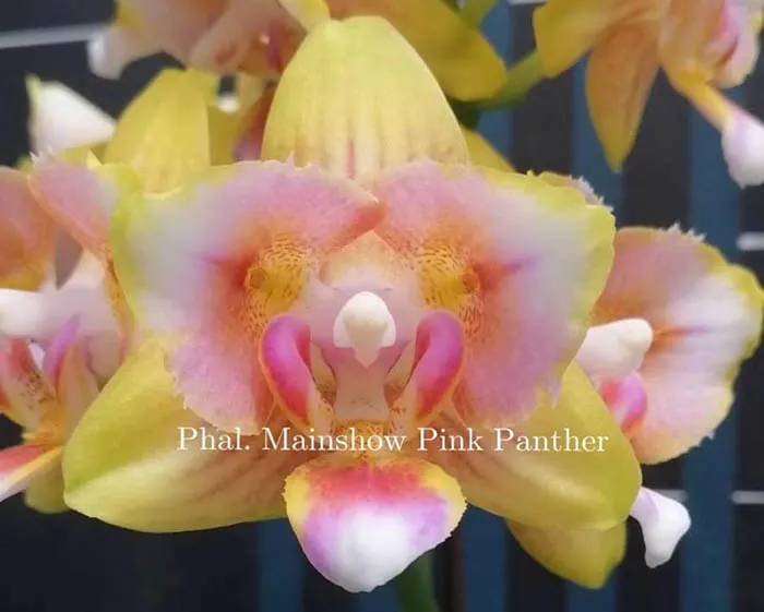 Phalaenopsis Mainshow Pink Panther