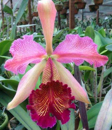 Cattleya dowiana rosita x self
