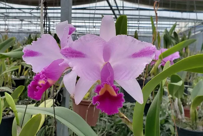 Cattleya trianae flamea tipo 'Rincao'