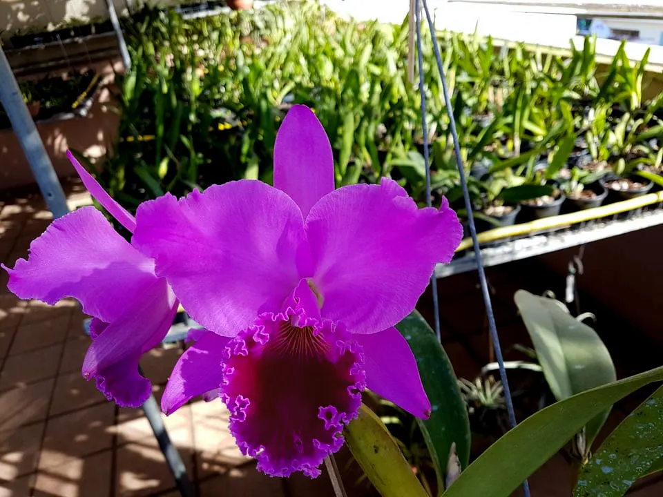 Cattleya labiata rubra 'Mendo'