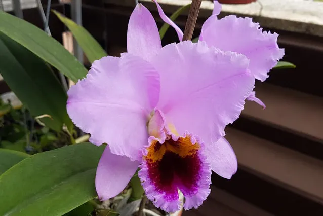 Cattleya percivaliana tipo 'Ocre'