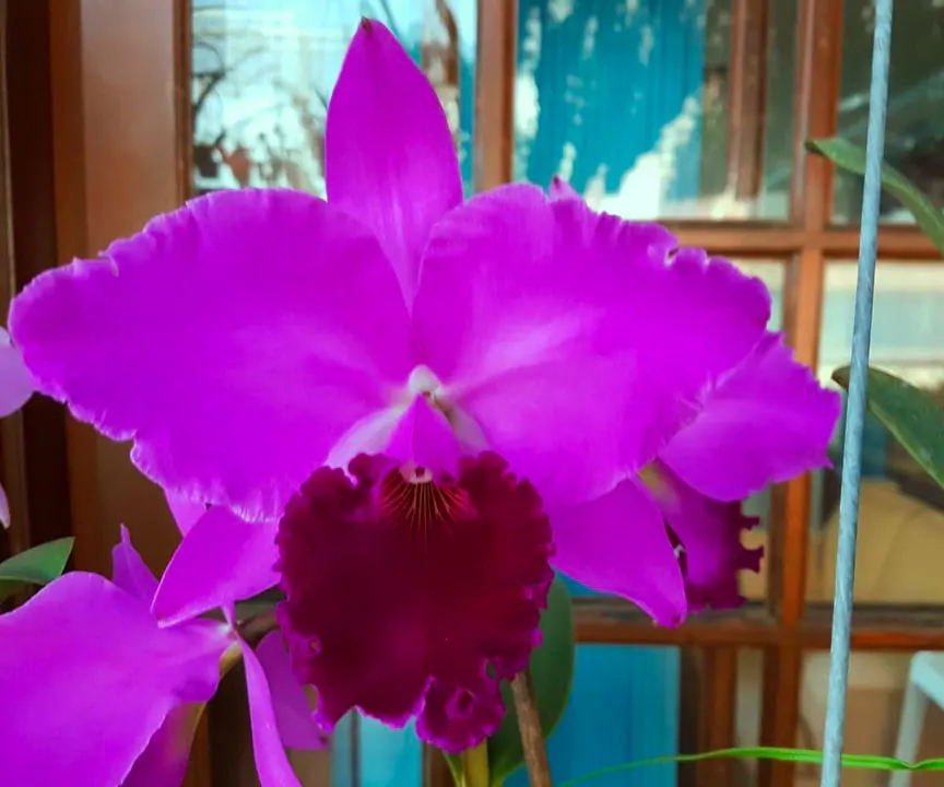 Cattleya labiata rubra 'Rubi'