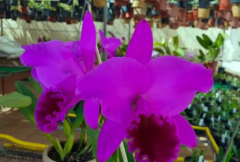 Cattleya labiata rubra 'BR'