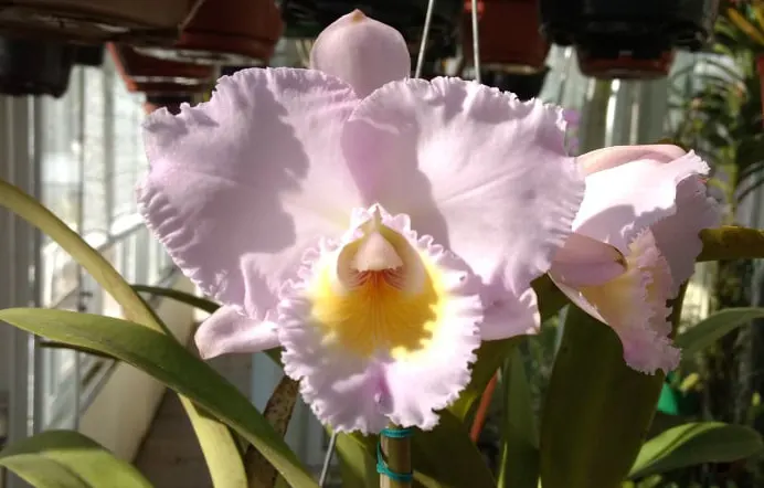 Cattleya trianae concolor 'Mendo'