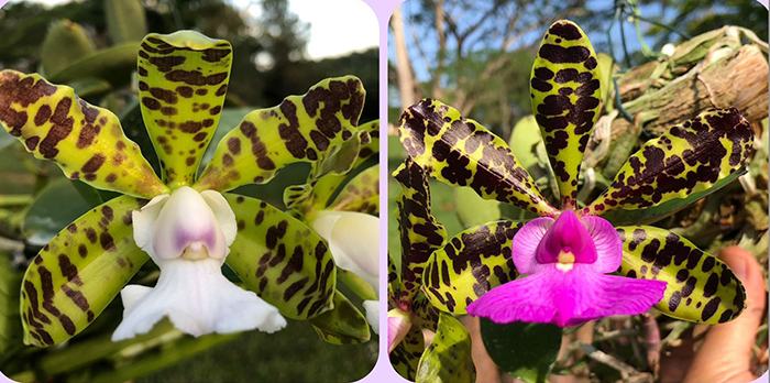Cattleya aclandiae coerulescens 'Unique' x aclandiae tipo 'Desejada'