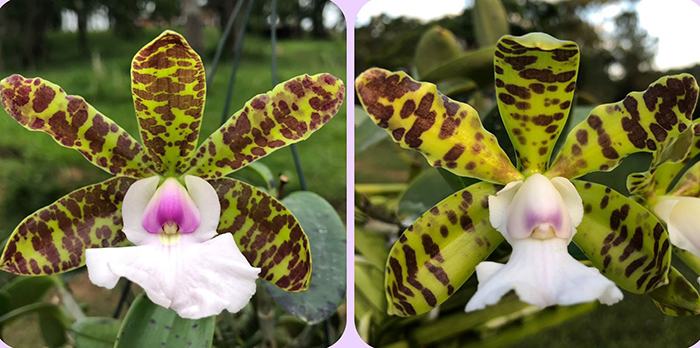 Cattleya aclandiae albescens 'Caliman' x aclandiae coerulescens 'Unique'