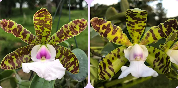 Cattleya aclandiae albescens 'Caliman' x aclandiae coerulescens 'Unique'