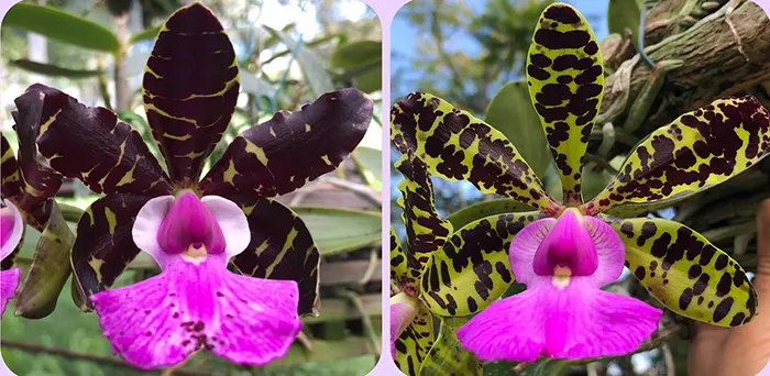 Cattleya aclandiae punctata 'Laura' x aclandiae tipo 'Desejada'