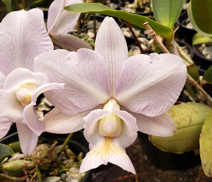 Cattleya nobilior amaliae venosa 'Mucio'