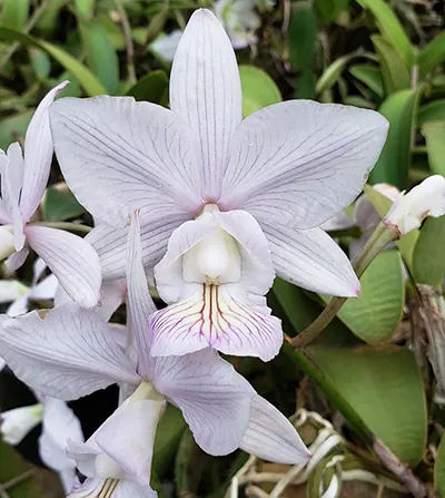 Cattleya nobilior amaliae venosa nativa