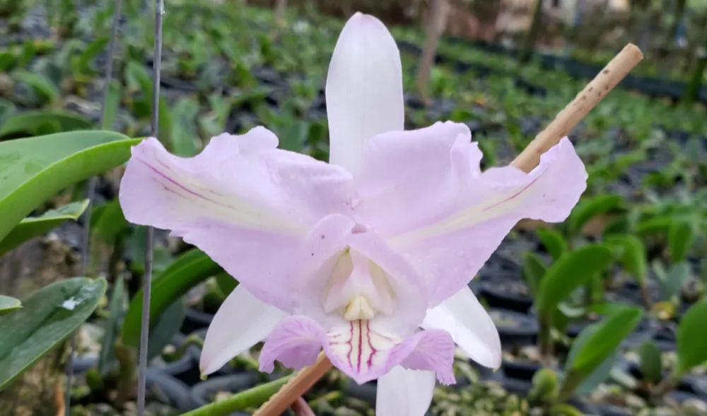 Cattleya nobilior amaliae trilabelo