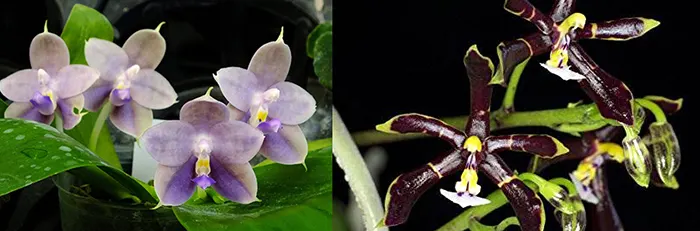 Phalaenopsis Peter Blue Diamond 'Freya's Coffee Candy' x mannii 'Black'