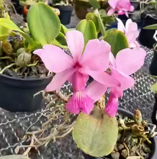 Cattleya walkeriana vinicolor #1