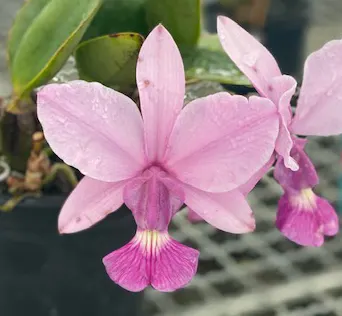 Cattleya walkeriana vinicolor #3