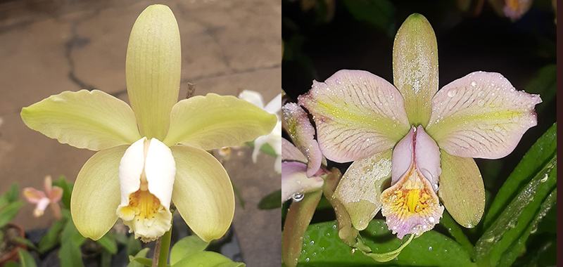 Cattleya forbesii tipo x trilabelo