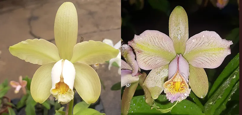 Cattleya forbesii tipo x trilabelo