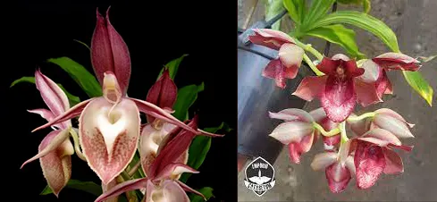 Catasetum (Stephen Moffitt x Alexis Pardo)