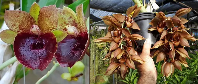 Catasetum (Darkness x dupliciscutula)