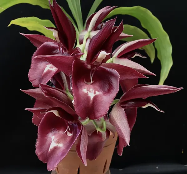 Catasetum (pileatum 'Aurantiacum' x vinaceun Red 'Jaiminho')