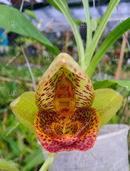 Catasetum (schmidtianum x Everana Glade)
