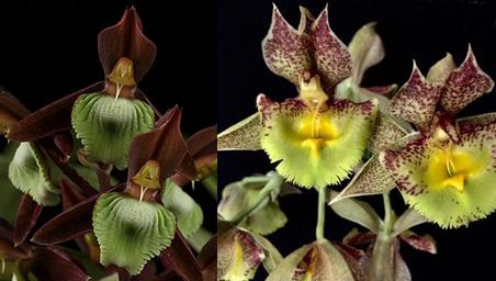 Catasetum juruenense x Marge Soule