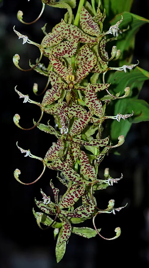 Cycnoches pentadactylon x (lehmannii x pentadactylon)