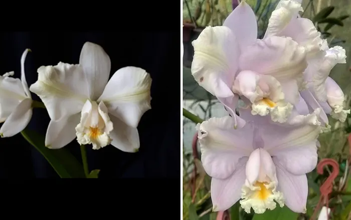 Cattleya harrisoniana trilabelo perola 'Pardal' x harrisoniana trilabelo perola