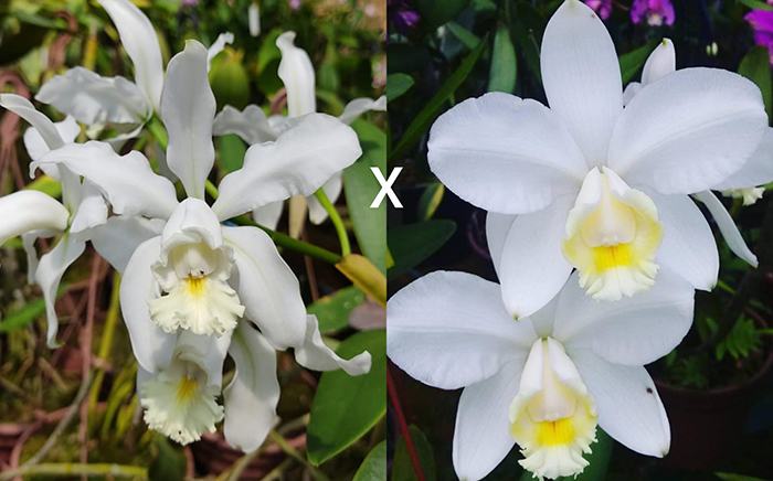 Cattleya harrisoniana alba 'Benevente' x harrisoniana alba XXXX