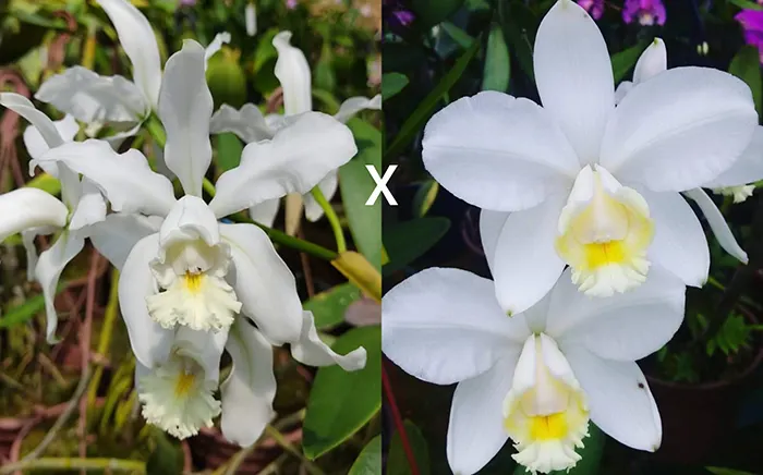 Cattleya harrisoniana alba 'Benevente' x harrisoniana alba XXXX