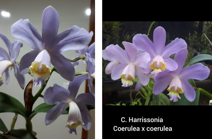 Cattleya harrisoniana coerulea x coerulea