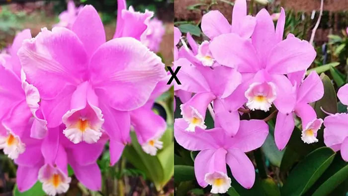 Cattleya harrisoniana trilabelo XXXX x tipo XXXX