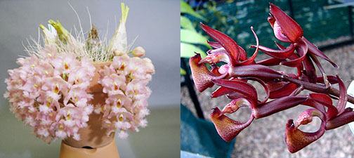 Clowesia rosea x Mormodes tapuaense