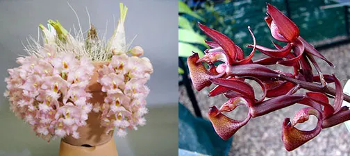 Clowesia rosea x Mormodes tapuaense