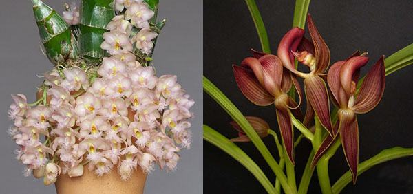 Clowesia Grace Dunn x Mormodes rolfeanum