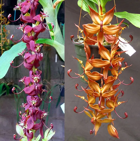 Cycnoches (pentadactylon x ergetonianum Red) x cooperii