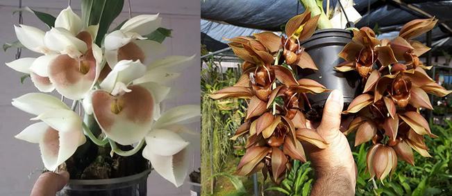 Catasetum (Joao Stivalli x Piliatum) x dupliciscutula