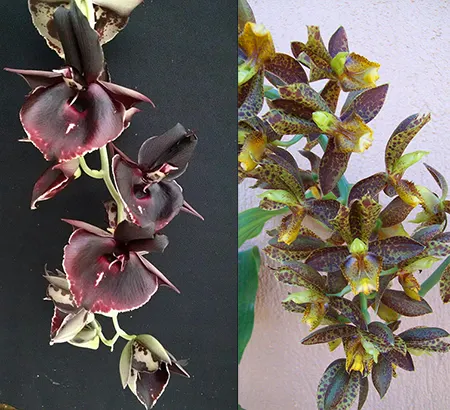 Catasetum Joao Stivalli x rodrigasianum