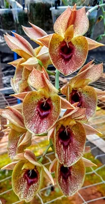 Catasetum (osculatum x Susan Fuchs)