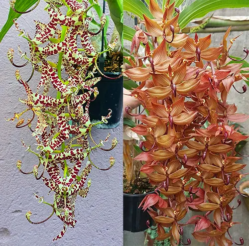 Cycnoches pentadactylon x cooperii
