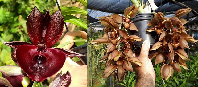 Catasetum John Burchett x duplisciscutula