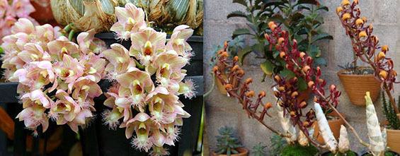 Clowesia Grace Dunn x Mormodes tigrinum
