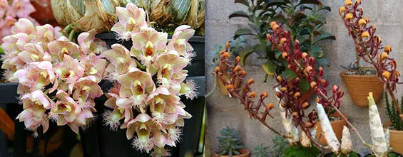 Clowesia Grace Dunn x Mormodes tigrinum