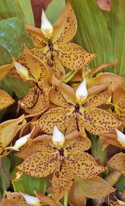 Cycnoches lehmannii x Barthiorum