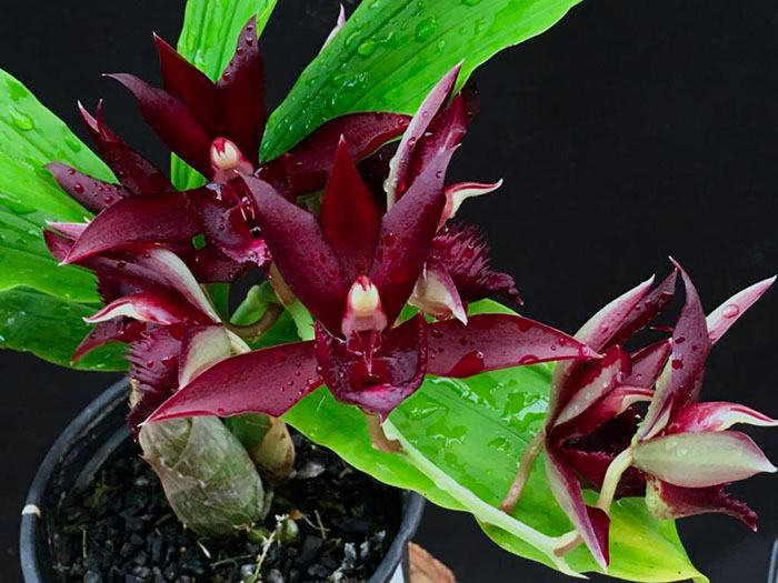 Catasetum (perosianum x Stephen Moffitt) x pileatum Imperiales