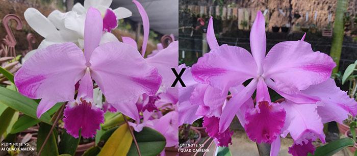 Cattleya warneri flamea 'Venda Nova' x warneri flamea 'Caliman'