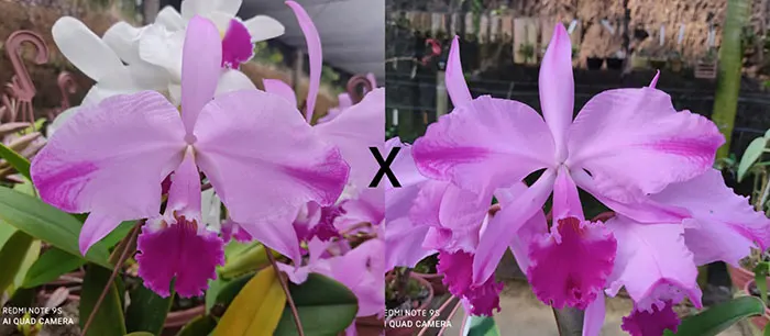 Cattleya warneri flamea 'Venda Nova' x warneri flamea 'Caliman'