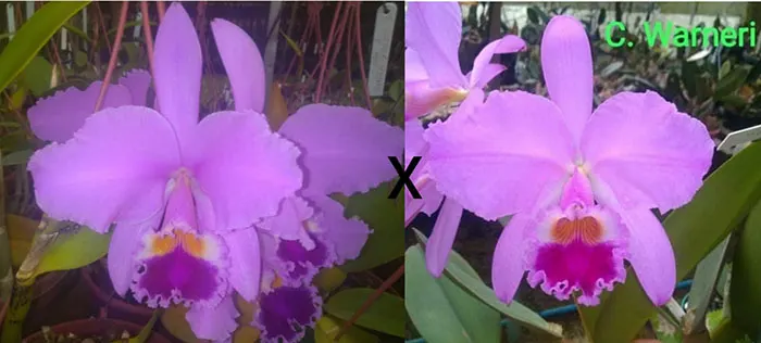 Cattleya warneri tipo #660 x Z168