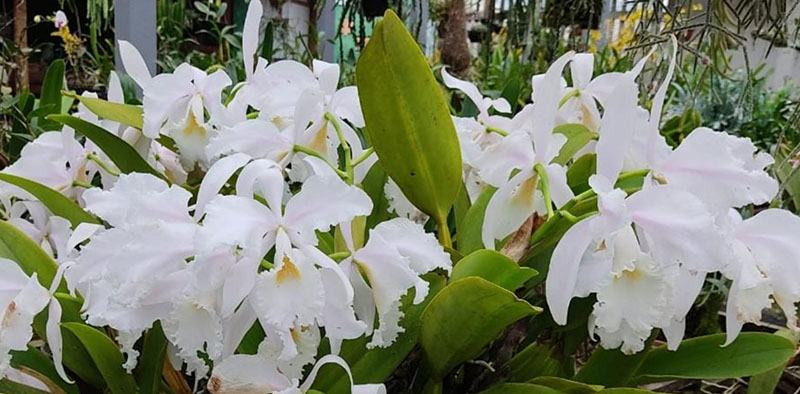 Cattleya warneri albescens 'Caliman' x self